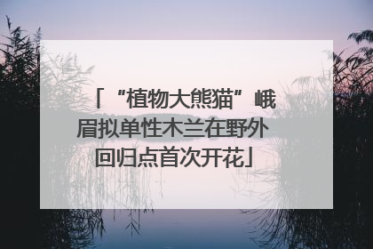 “植物大熊猫”峨眉拟单性木兰在野外回归点首次开花