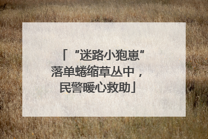 “迷路小狍崽”落单蜷缩草丛中，民警暖心救助