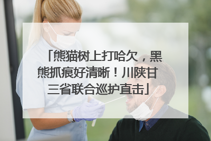 熊猫树上打哈欠，黑熊抓痕好清晰！川陕甘三省联合巡护直击