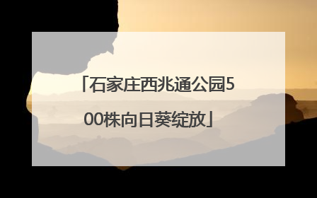 石家庄西兆通公园500株向日葵绽放