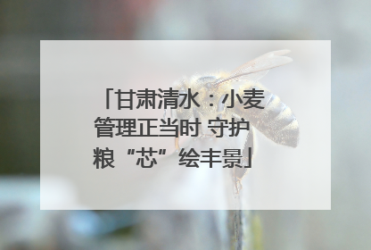 甘肃清水：小麦管理正当时 守护粮“芯”绘丰景