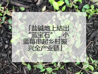 盐碱地上结出“蓝宝石”，小蓝莓串起乡村振兴全产业链