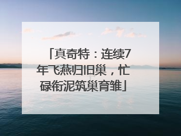 真奇特：连续7年飞燕归旧巢，忙碌衔泥筑巢育雏