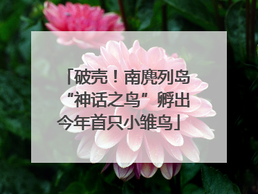 破壳！南麂列岛“神话之鸟”孵出今年首只小雏鸟
