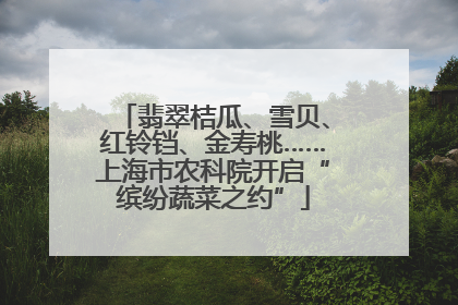 翡翠桔瓜、雪贝、红铃铛、金寿桃……上海市农科院开启“缤纷蔬菜之约”