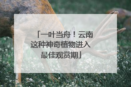 一叶当舟！云南这种神奇植物进入最佳观赏期