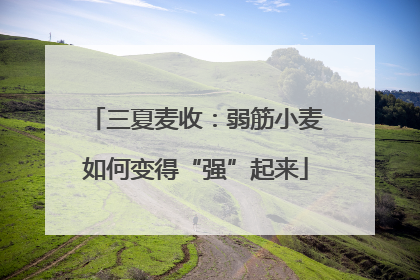 三夏麦收：弱筋小麦如何变得“强”起来