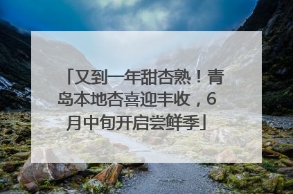 又到一年甜杏熟！青岛本地杏喜迎丰收，6月中旬开启尝鲜季