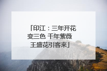 印江：三年开花变三色 千年紫薇王盛花引客来