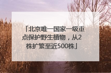 北京唯一国家一级重点保护野生植物，从2株扩繁至近500株