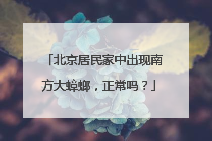 北京居民家中出现南方大蟑螂，正常吗？