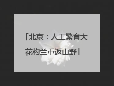 北京：人工繁育大花杓兰重返山野