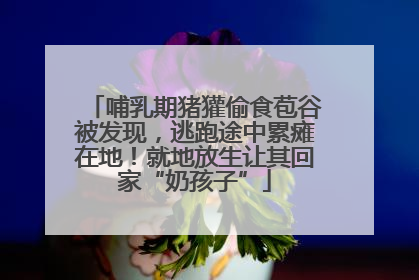 哺乳期猪獾偷食苞谷被发现，逃跑途中累瘫在地！就地放生让其回家“奶孩子”