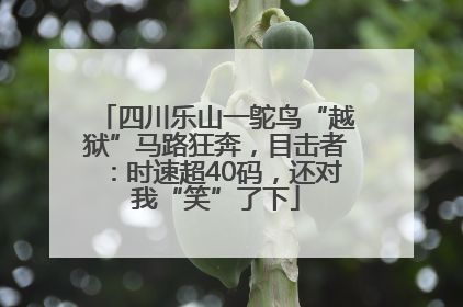四川乐山一鸵鸟“越狱”马路狂奔，目击者：时速超40码，还对我“笑”了下