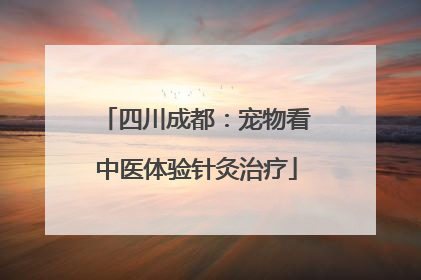 四川成都：宠物看中医体验针灸治疗