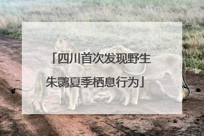 四川首次发现野生朱鹮夏季栖息行为