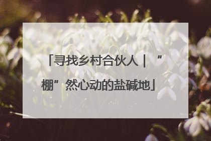 寻找乡村合伙人｜“棚”然心动的盐碱地
