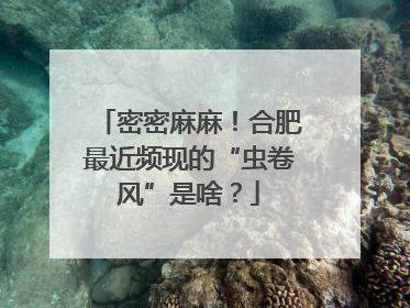 密密麻麻！合肥最近频现的“虫卷风”是啥？