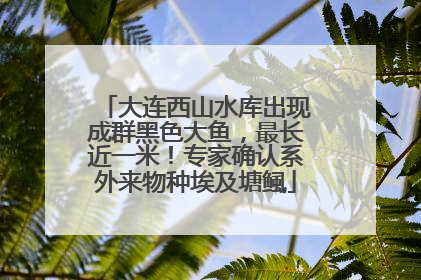 大连西山水库出现成群黑色大鱼，最长近一米！专家确认系外来物种埃及塘鲺