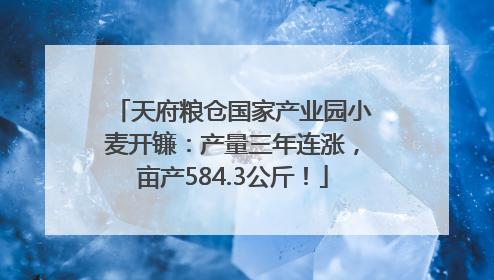 天府粮仓国家产业园小麦开镰：产量三年连涨，亩产584.3公斤！