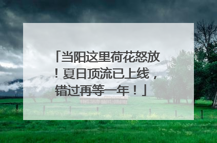 当阳这里荷花怒放！夏日顶流已上线，错过再等一年！
