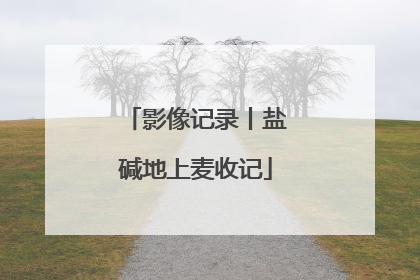 影像记录丨盐碱地上麦收记