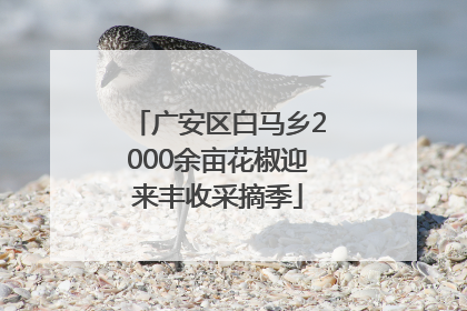 广安区白马乡2000余亩花椒迎来丰收采摘季