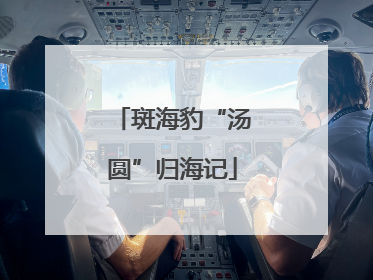 斑海豹“汤圆”归海记