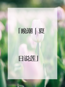 晚潮｜夏日说莲
