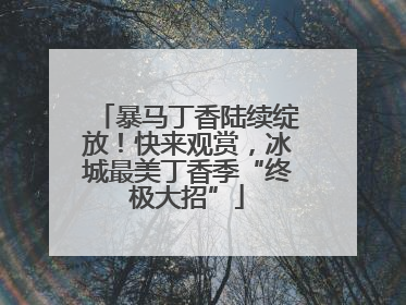暴马丁香陆续绽放！快来观赏，冰城最美丁香季“终极大招”