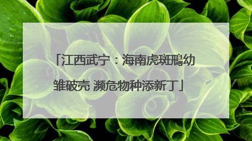 江西武宁：海南虎斑鳽幼雏破壳 濒危物种添新丁