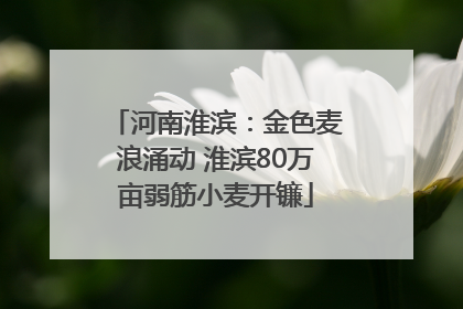 河南淮滨：金色麦浪涌动 淮滨80万亩弱筋小麦开镰