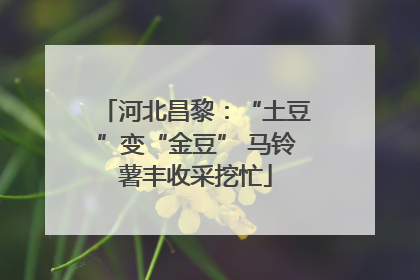 河北昌黎：“土豆”变“金豆” 马铃薯丰收采挖忙