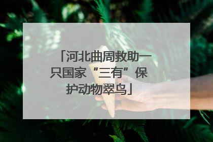 河北曲周救助一只国家“三有”保护动物翠鸟