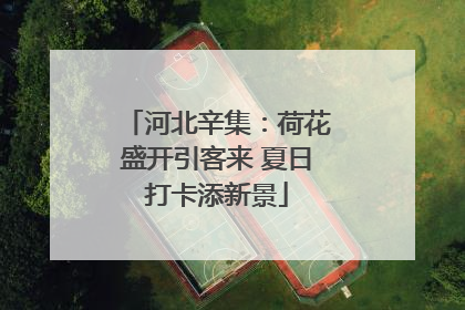 河北辛集：荷花盛开引客来 夏日打卡添新景