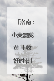 洛南：小麦覆陇黄 丰收好时节