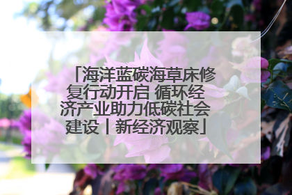海洋蓝碳海草床修复行动开启 循环经济产业助力低碳社会建设丨新经济观察