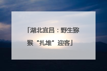 湖北宜昌：野生猕猴“扎堆”迎客