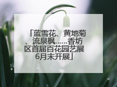 蓝雪花、黄地菊、流泉枫……香坊区首届百花园艺展6月末开展