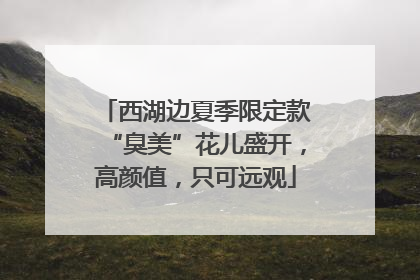 西湖边夏季限定款“臭美”花儿盛开，高颜值，只可远观