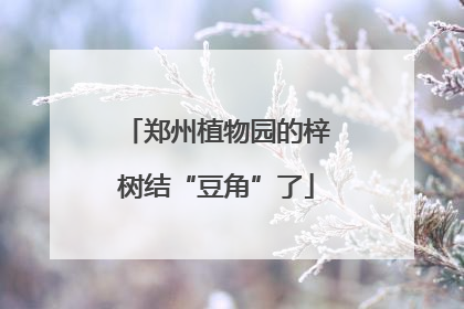 郑州植物园的梓树结“豆角”了