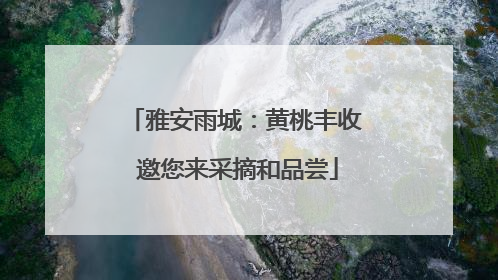 雅安雨城：黄桃丰收 邀您来采摘和品尝
