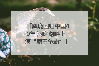 麋鹿回归中国40年 洞庭湖畔上演“鹿王争霸”