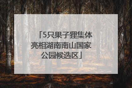 5只果子狸集体亮相湖南南山国家公园候选区
